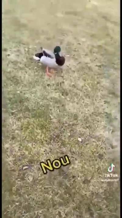 Glad P&aring;sk!