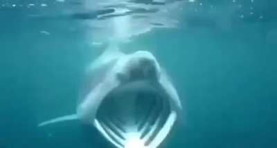 Shark Pog