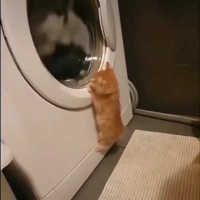 meow_irl