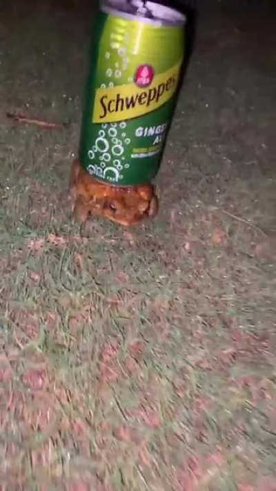 FROG WITH DA GINGERALE 🥶