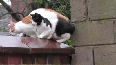 Synchronised jumping!