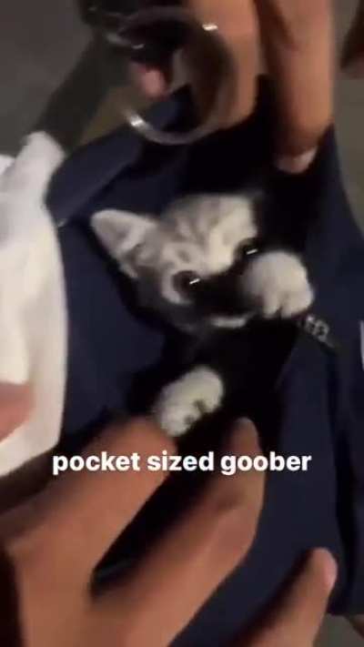 who's this pokemon? IT'S EL GATO