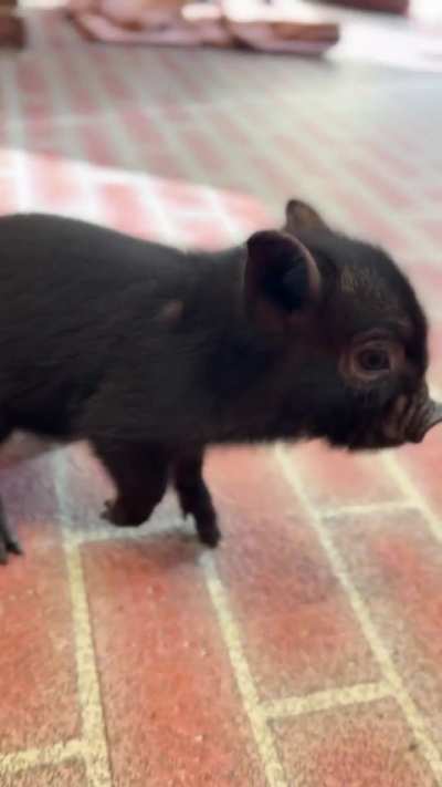 🐷 