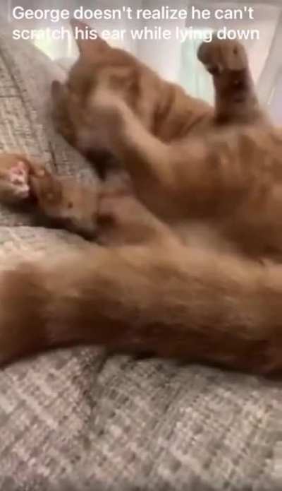 To scratch ears