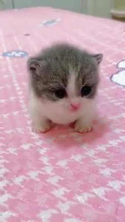 Cute kitten (his ears tremble) still very cute. I believe his family is very proud.