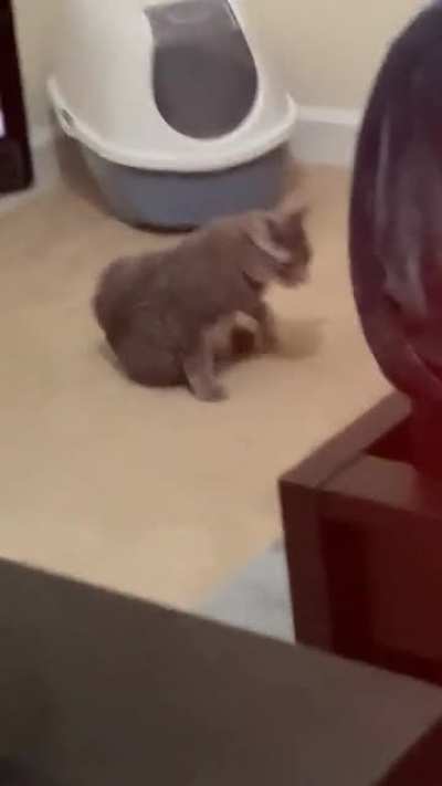 So my cat did this the other day …