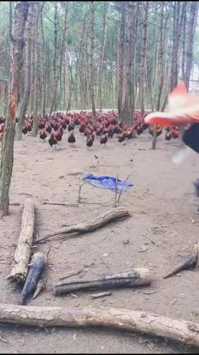 Never chicken out when war is near
