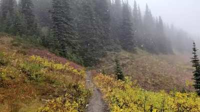 Snowflakes this morning at Garibaldi Provincial Park in BC.