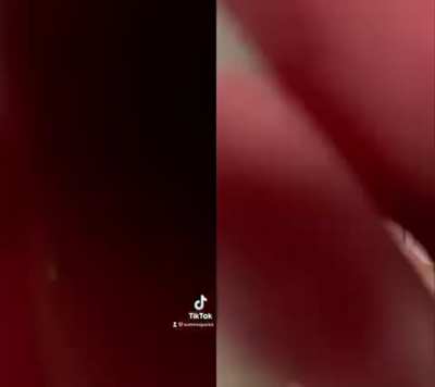 tiktok vs reddit