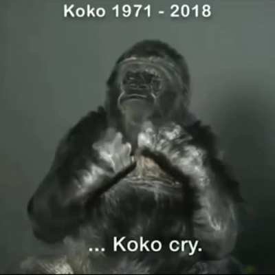 This gorilla, Koko, who knows sign language, with more sense and care for this world than most humans.