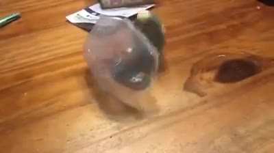 "Gimme that, my birbs need me"