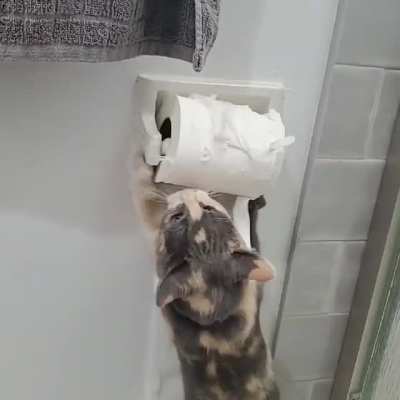 The second TP crisis of the year