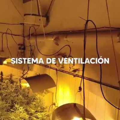 El video donde Berni anuncia la detención de 'Cara de Cannabis'