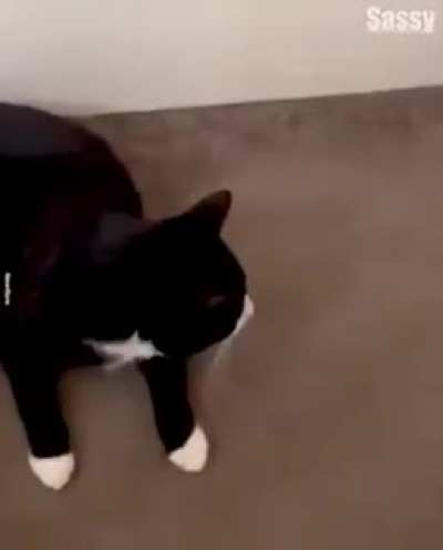 Slipper you stupid cat.