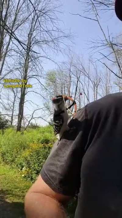 A Random encounter with Random woodpecker that is Randomly frustrated