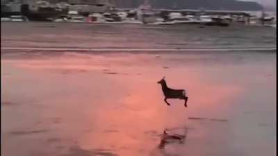[96/96] Tears For Deer (Tears For Fears, Deer)