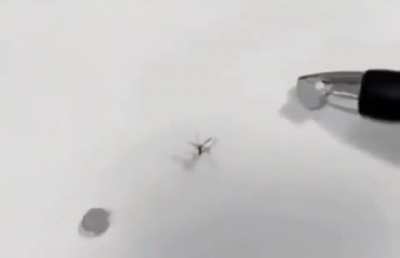Watch till the end