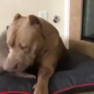 Puppy playing with a very tolerant Mama