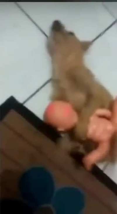 &Eacute; o PET 😎✌
