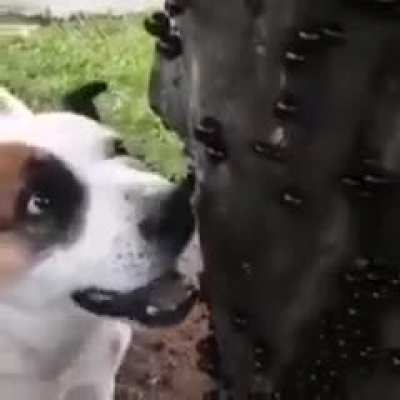 Apenas um doguinho comendo jabuticabas 😍😍😍