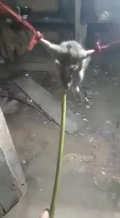 Melhor que qualquer veneno: