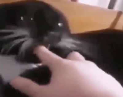 gato