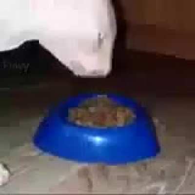 moldy dinner