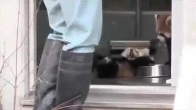 Red panda gets a fright
