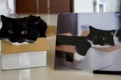 cat