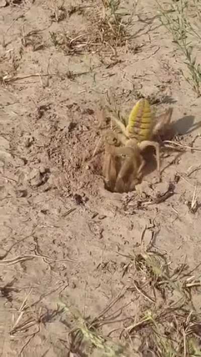 what the hell is that?