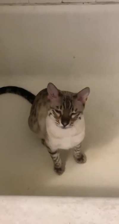Meow?