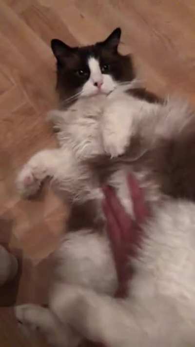 I think the Cat broke