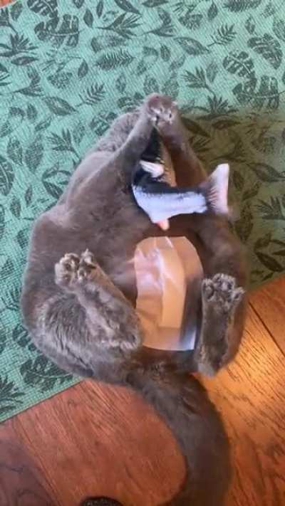 Chonker caught a FISHY &amp;amp; is recovering well! (Pitoe has severe scoliosis which makes her short &amp;amp; round. Queen of chonks! Xray in comments.)