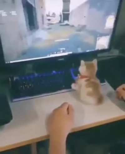 Un michi jugando, Qu&eacute; piola. :D