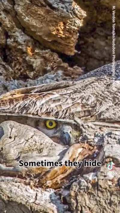 Owls