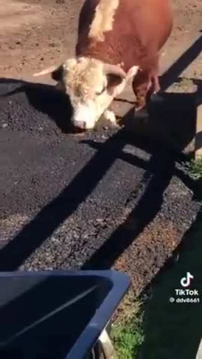 Happy Bull