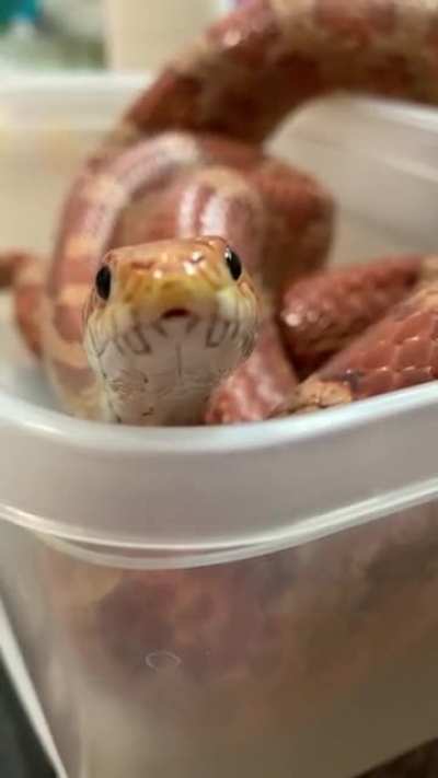People: &ldquo;sNeKs ArEnT cUtE!&rdquo; Sneks: