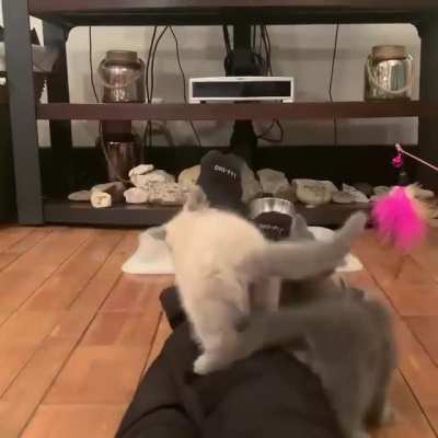 My wife didn&rsquo;t know about the third kitten until it was too late, I think she likes them.