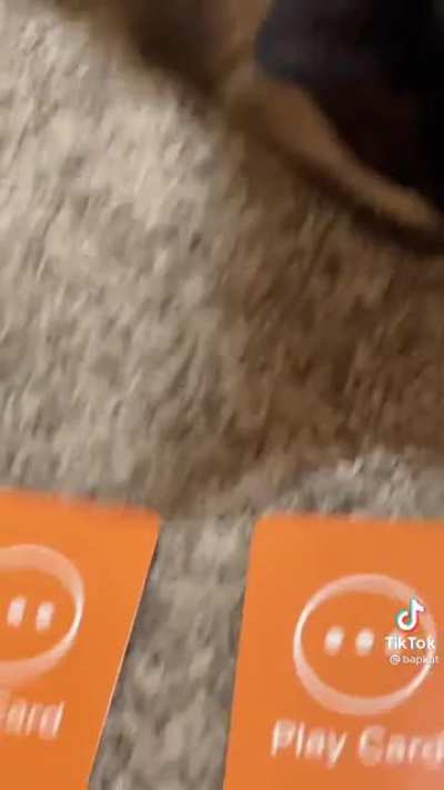 Blursed cat part 4