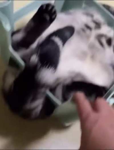 ChOnKeR gOt TrApPeD iN INhUmAnE TrAp