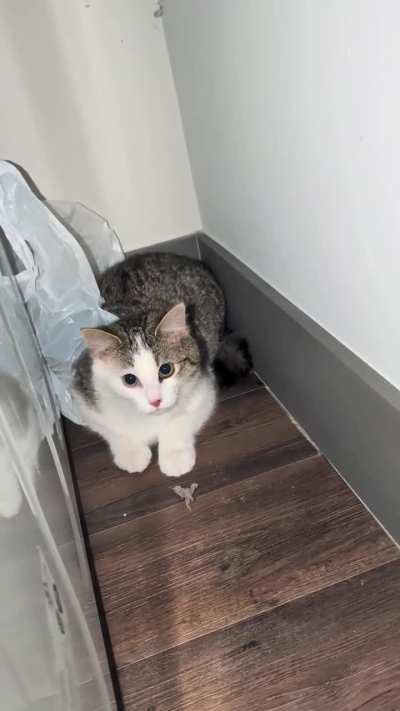 One of my cats got a plastic bag stuck on himself and turned into the Flash and sprinted their way right behind the washer (they got out by themselves already)