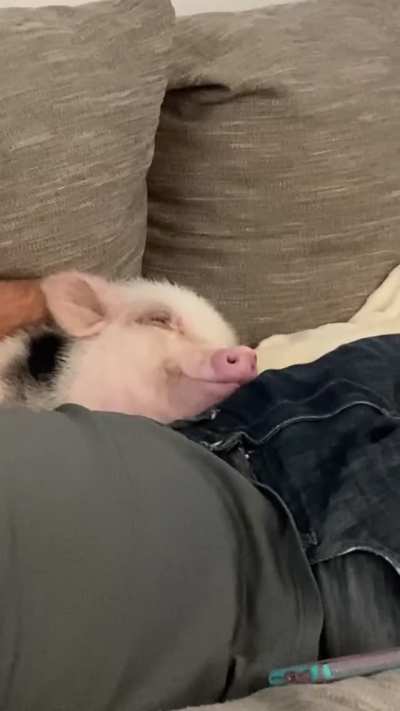 The best cuddler