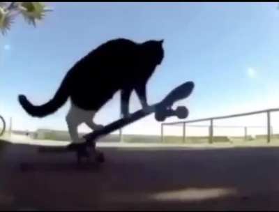 Tony cat not hawk