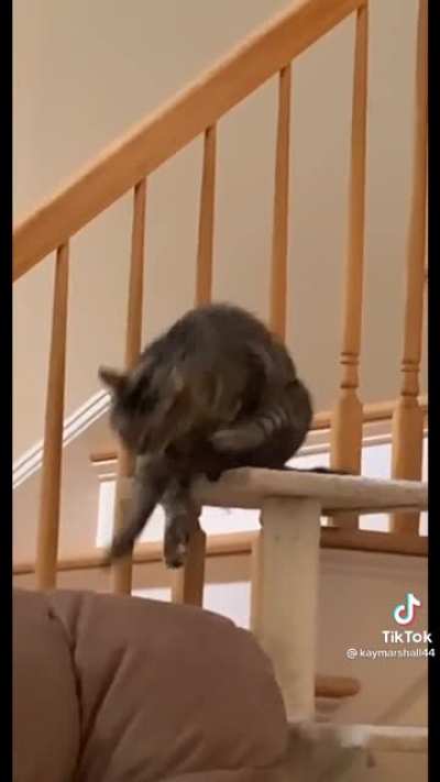 I&rsquo;ll never understand cats