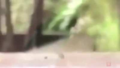 POV: Sos el stickbug