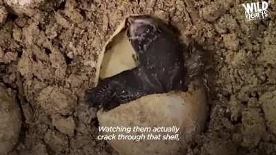 Female snapping turtles travel over land to find sandy soil in which to lay their eggs, often some distance from the water. One particular snapping turtle laid eggs in a family's backyard, however, after a rainstorm, the eggs were strewn everywhere. The f