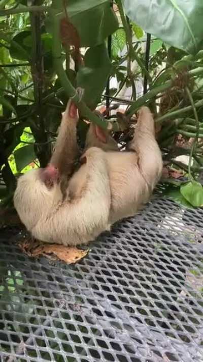 Leaving your hotel suite in Costa Rica be like&hellip;