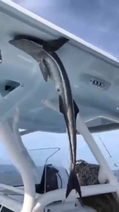 A Remora shark
