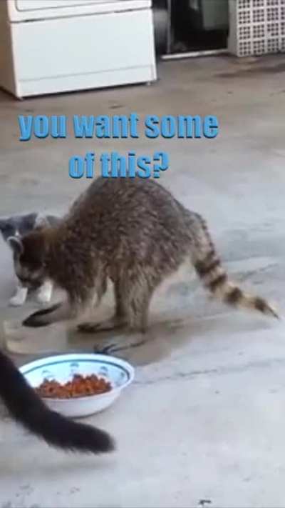 Gary from the local raccoon federation