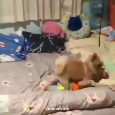 doggy sins
